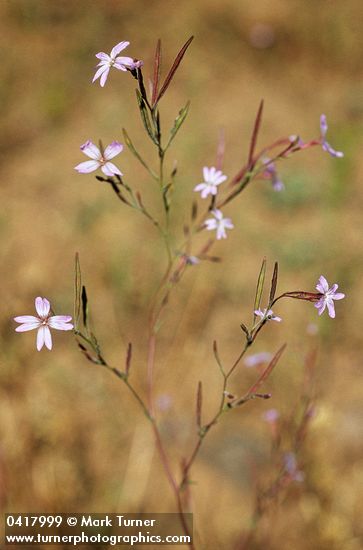 Epilobium brachycarpum