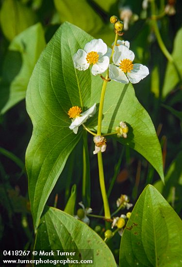 Sagittaria latifolia