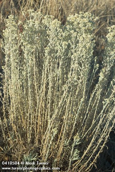 Pseudognaphalium canescens</em> ssp. <em>thermale