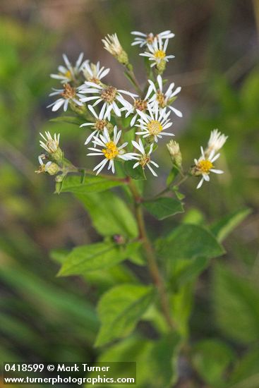 Aster radulinus