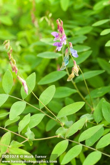 Lathyrus polyphyllus