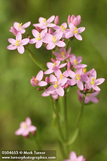 Centaurium muehlenbergii
