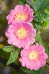 Rosa pisocarpa