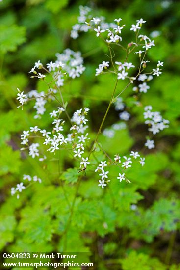 Boykinia occidentalis