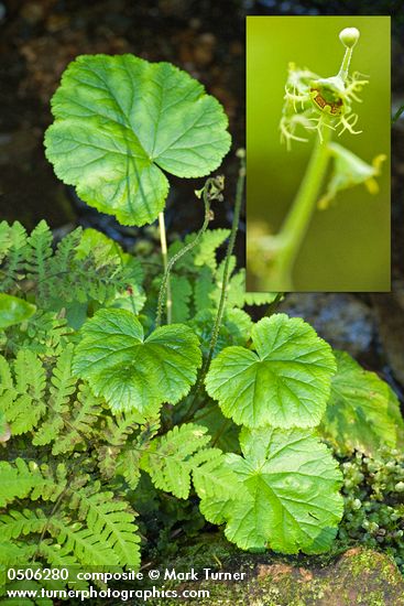 Mitella pentandra
