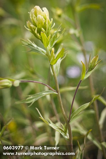 Castilleja lutescens