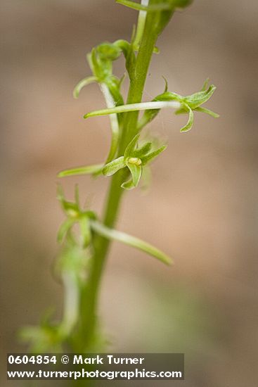 Piperia elegans