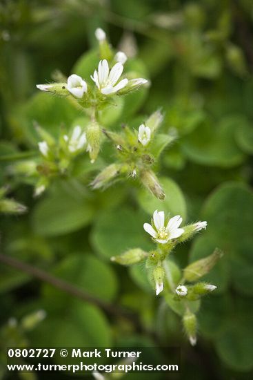 Cerastium fontanum</em> ssp. <em>vulgare