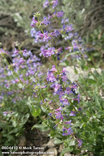Penstemon pruinosus