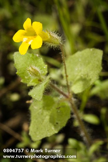 Mimulus floribundus