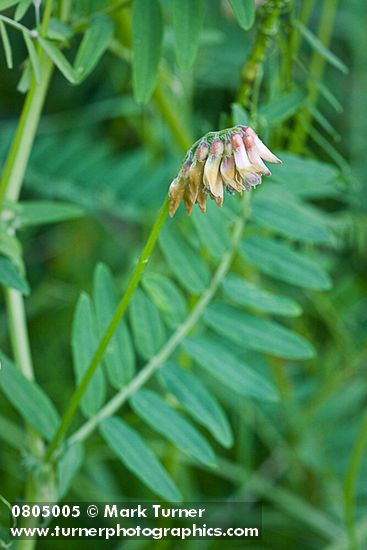 Vicia nigricans</em> ssp. <em>gigantea