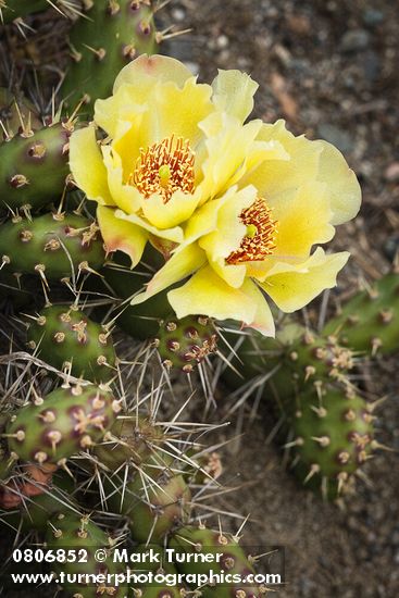 Opuntia fragilis