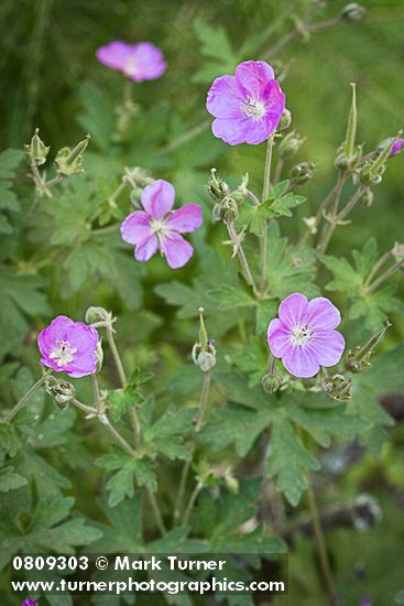 Geranium oreganum