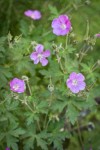 Geranium oreganum