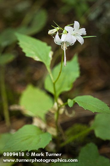 Campanula scouleri