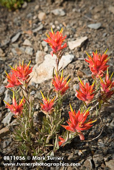 Castilleja elmeri