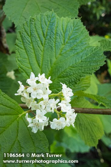 Viburnum edule