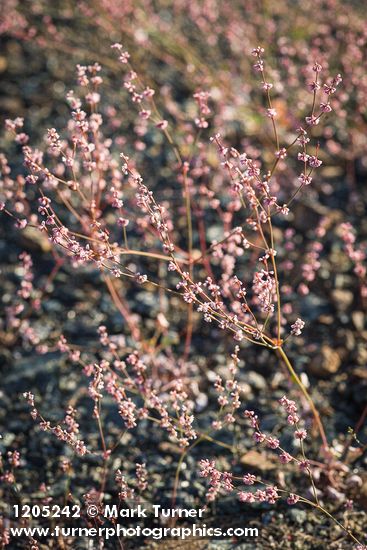 Eriogonum vimineum