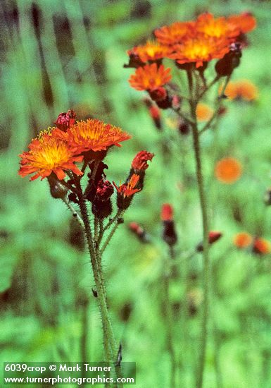 Hieracium aurantiacum