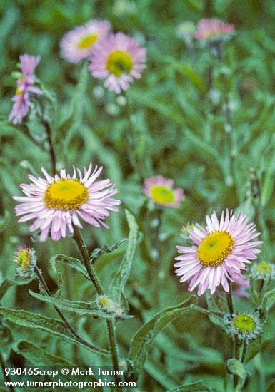 Erigeron foliosus