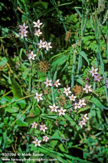 Centaurium muehlenbergii