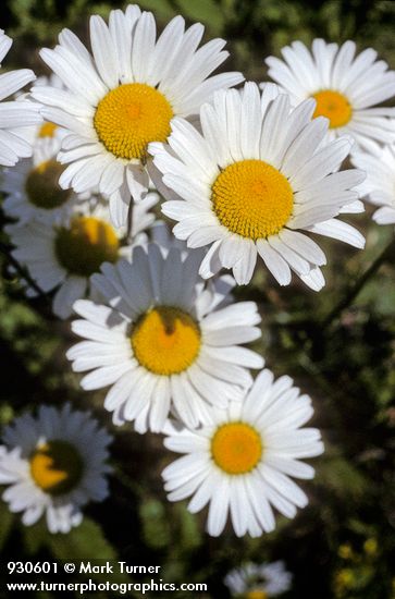 Leucanthemum vulgare