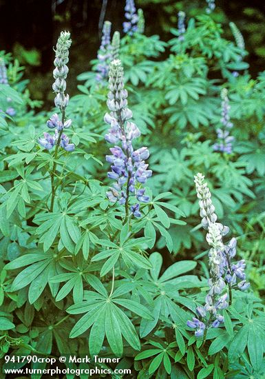 Lupinus polyphyllus