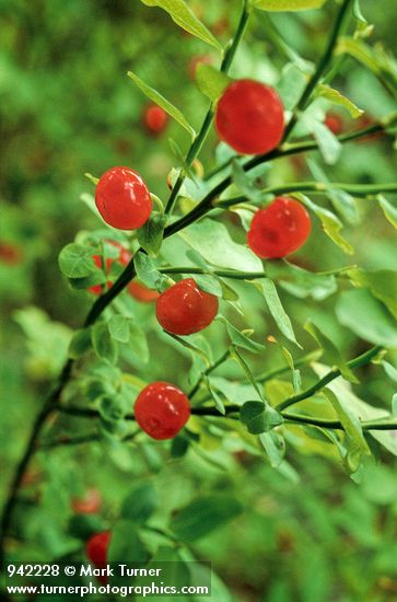 Vaccinium parvifolium