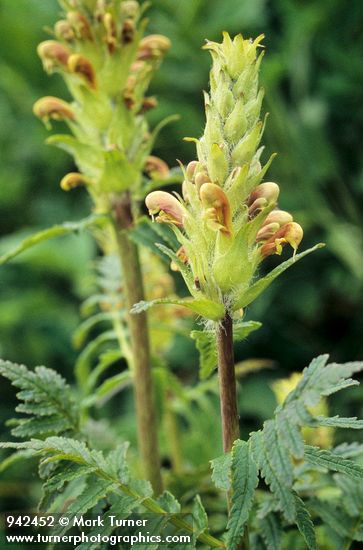 Pedicularis bracteosa