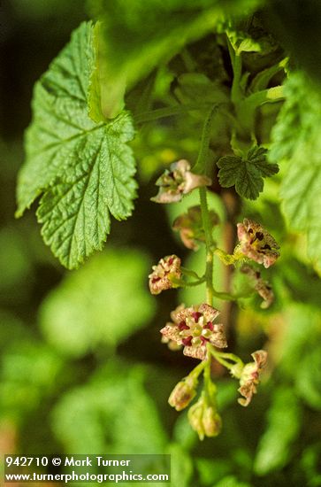 Ribes acerifolium