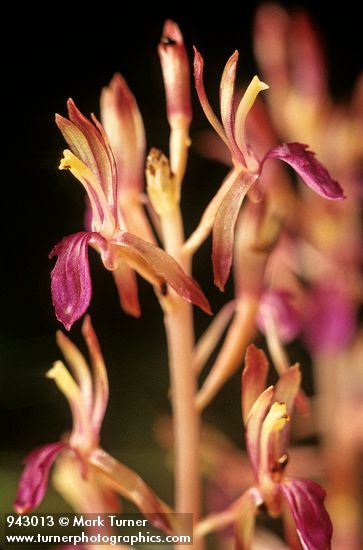 Corallorhiza mertensiana