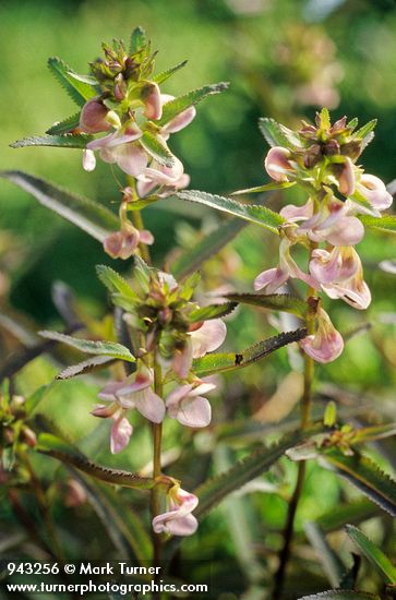 Pedicularis racemosa