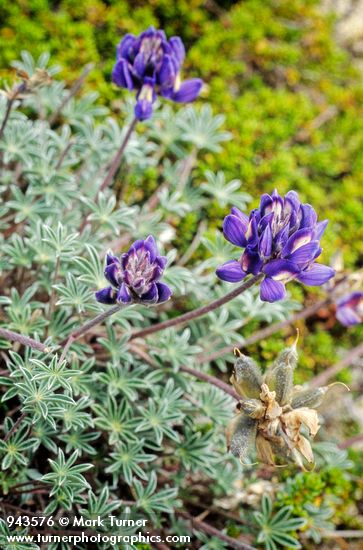 Lupinus lepidus</em> var. <em>lobbii