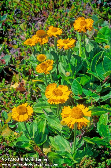 Helenium bolanderi