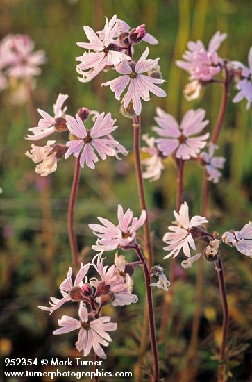 Lithophragma parviflorum