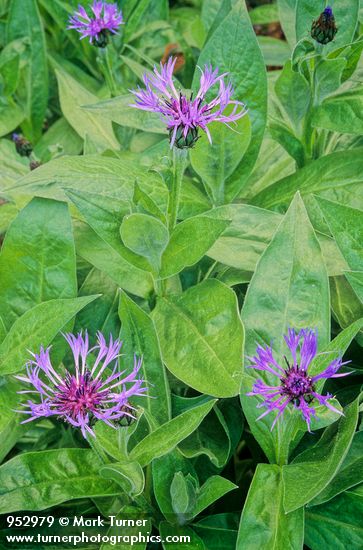Centaurea montana