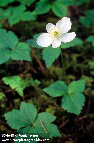 Anemone deltoidea