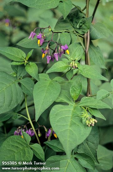 Solanum dulcamara