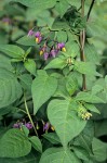 Bittersweet Nightshade