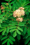 Sitka Mountain-ash blossoms