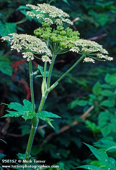 Heracleum maximum (H. lanatum)