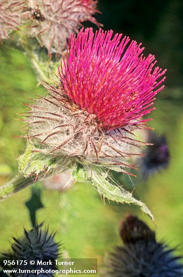 Cirsium edule