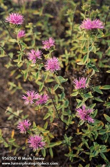 Monardella odoratissima