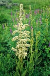 Veratrum californicum