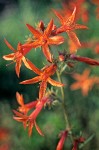 Scarlet Gilia blossoms