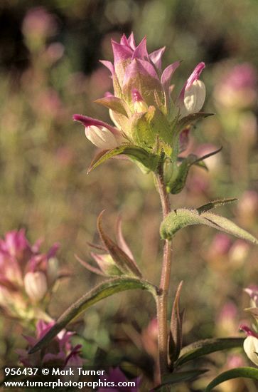 Orthocarpus cuspidatus</em> ssp. <em>copelandii