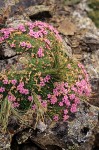 Moss-campion among alpine rocks