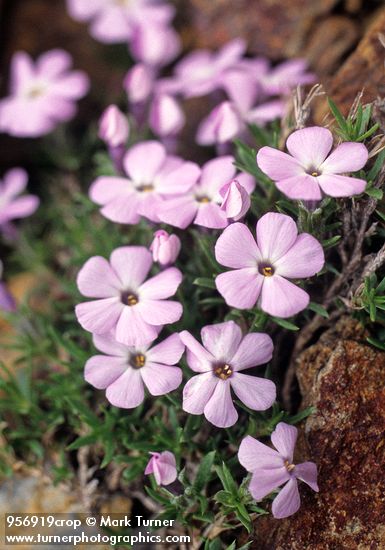 Phlox diffusa