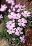 Spreading Phlox among alpine rocks