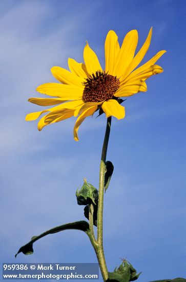 Helianthus annuus